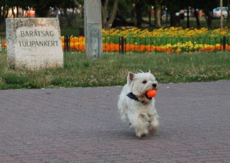 tulipankert.jpg